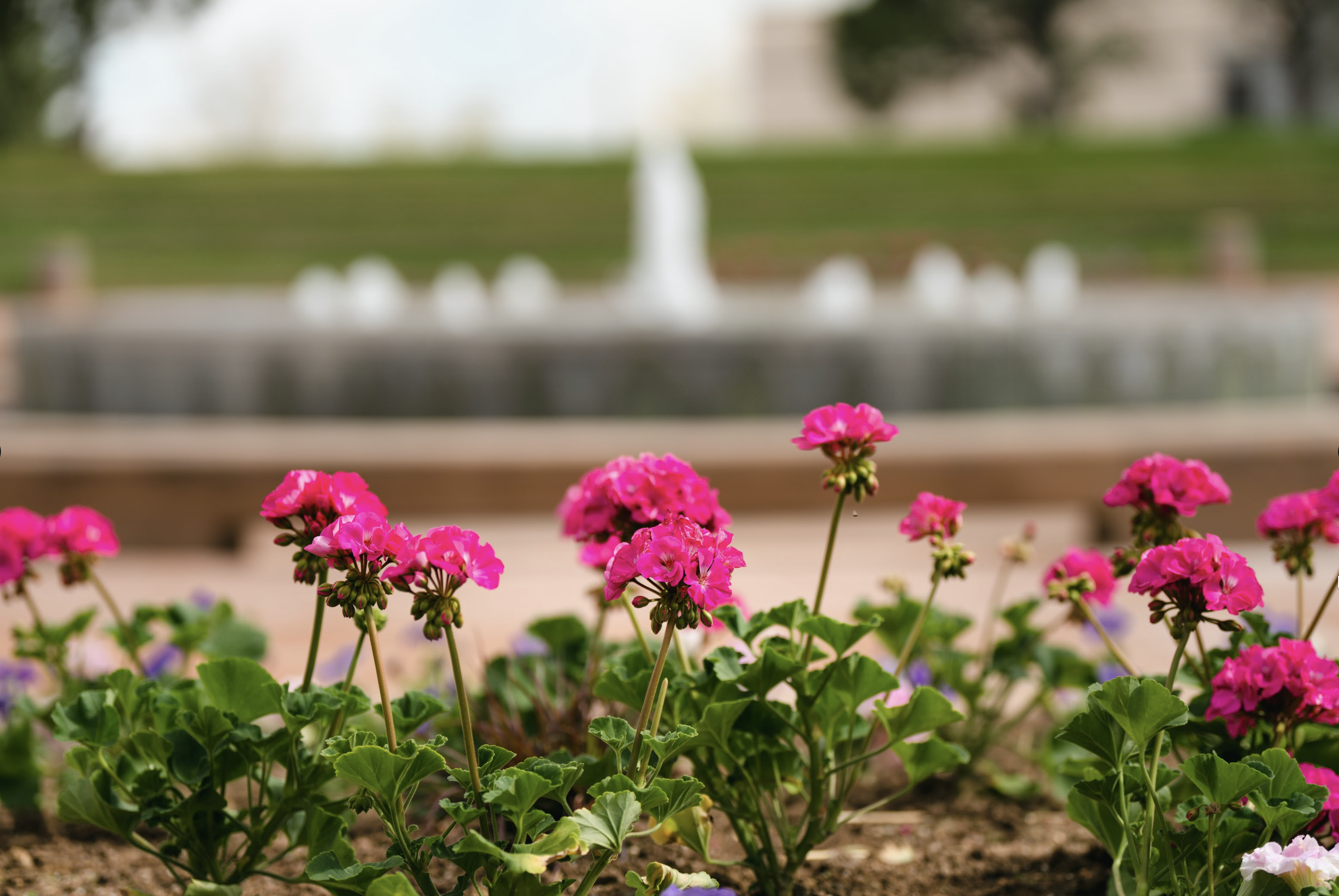 About CSU-Pueblo flowers