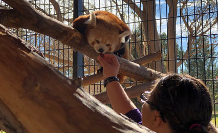 CSU-Pueblo Honors Program student feeding a red panda