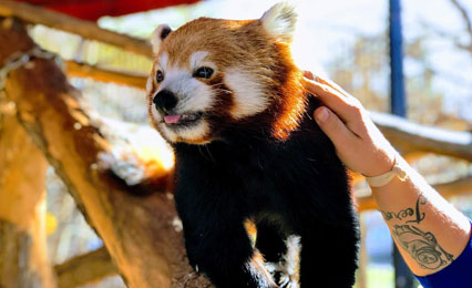 CSU-Pueblo Honors Program student petting a red panda