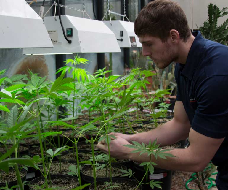 Student in cannabis farm