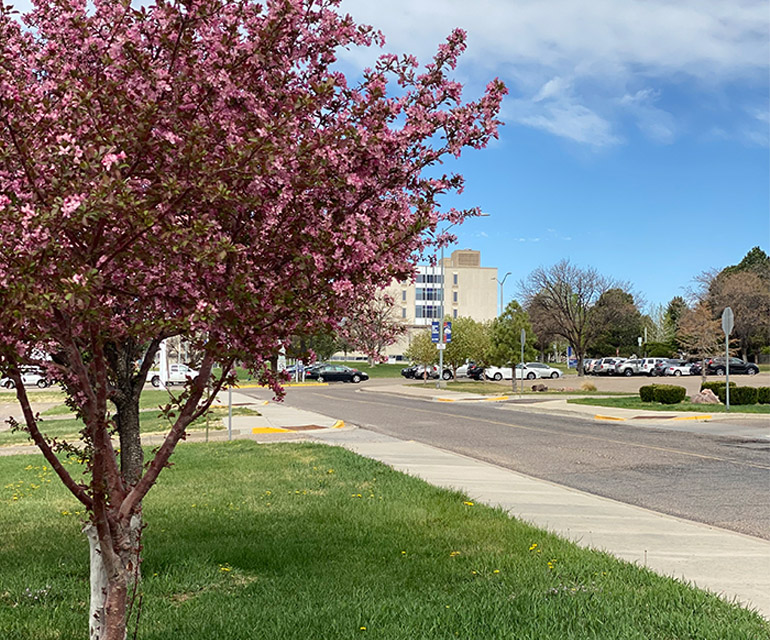 tree on campus